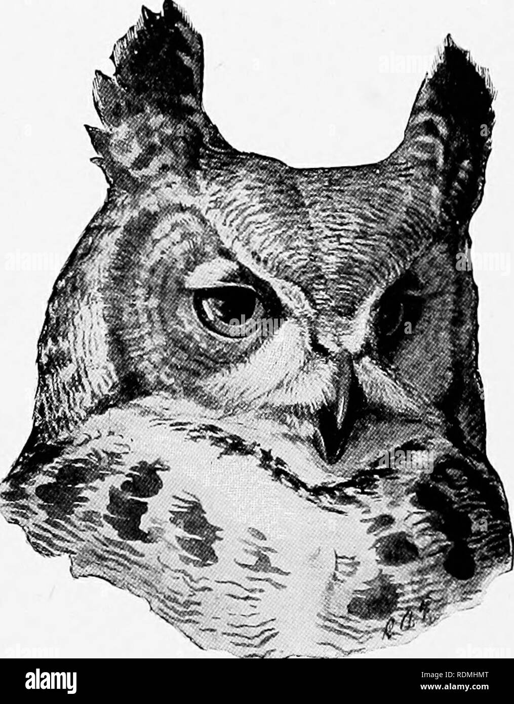 . Wild animals of Glacier National Park. The mammals. Glacier National Park (Agency : U. S. ); Mammals; Birds. 156 WILD AN'IMALS OF GLACIER KATIONAL PARK. MacFaklake Screech Owl: Otiis cislo macfarlanel.—A mounted specimen of the familiar little horned screech owl from 7-J to 10 inches long may be seen at Lewis's. xVs it is an owl of the low coimtry, its quavering crj^ should be listened for at night hy campers along the edges of the park. &quot;Western Horned Owl: BuIjo virginianus occidentalis.—The great liorned owl should be looked for in the more open parts of the park. Its nesls may be fo Stock Photo