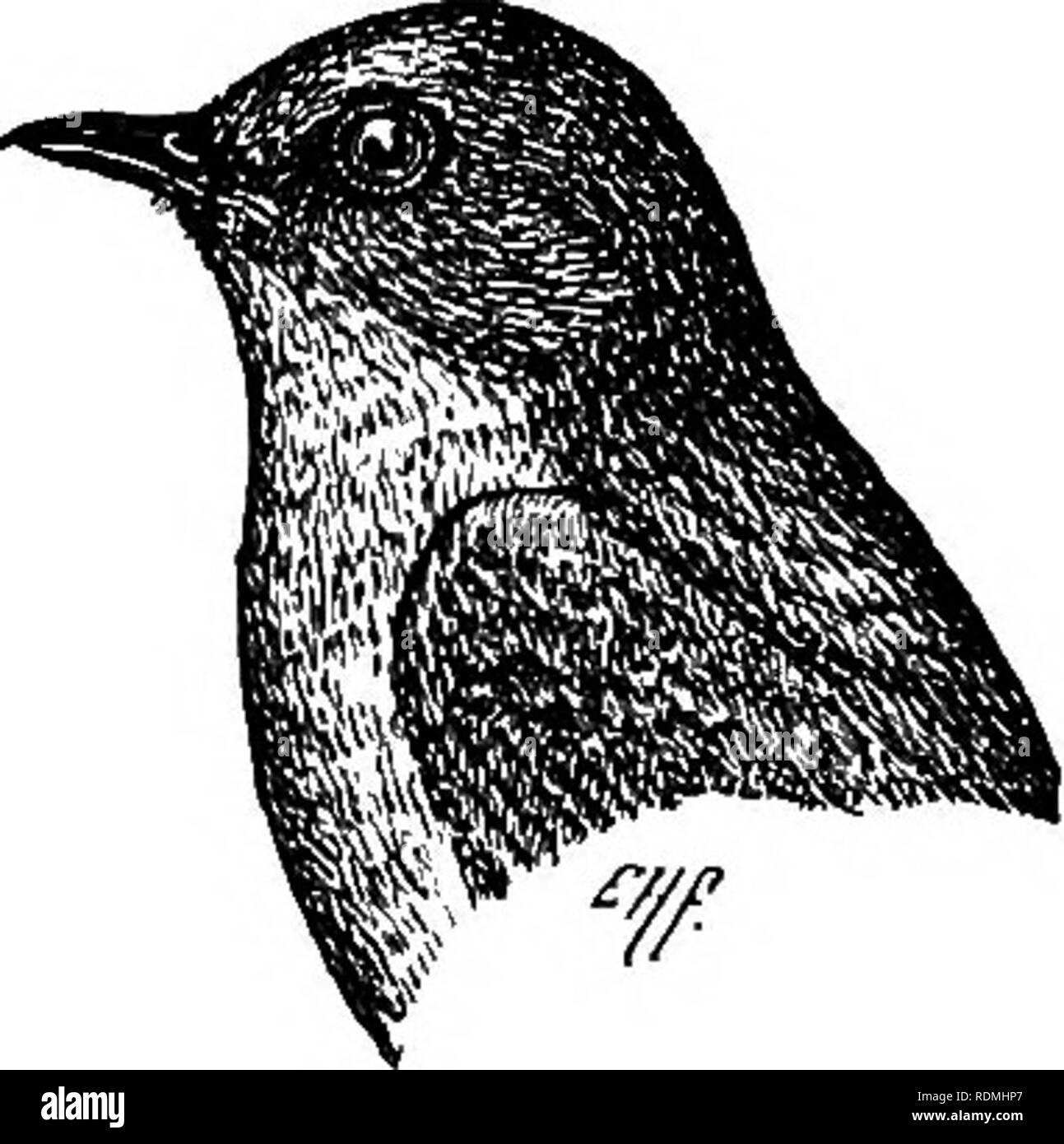 . Useful birds and their protection. Containing brief descriptions of the more common and useful species of Massachusetts, with accounts of their food habits, and a chapter on the means of attracting and protecting birds. Birds; Birds. BIRDS OF FIELD AND GARDEN. 291 first a mere pandering voice in the skies, comes down to us a sure augury of returning spring. The Robin, Song Spar- row, and Blackbird renew the vernal prophecy; but when the Bluebird warbles gently from the leafless trees, and flits from fence to house top, we feel that the very spirit of the spring has come. The Bluebird is usua Stock Photo