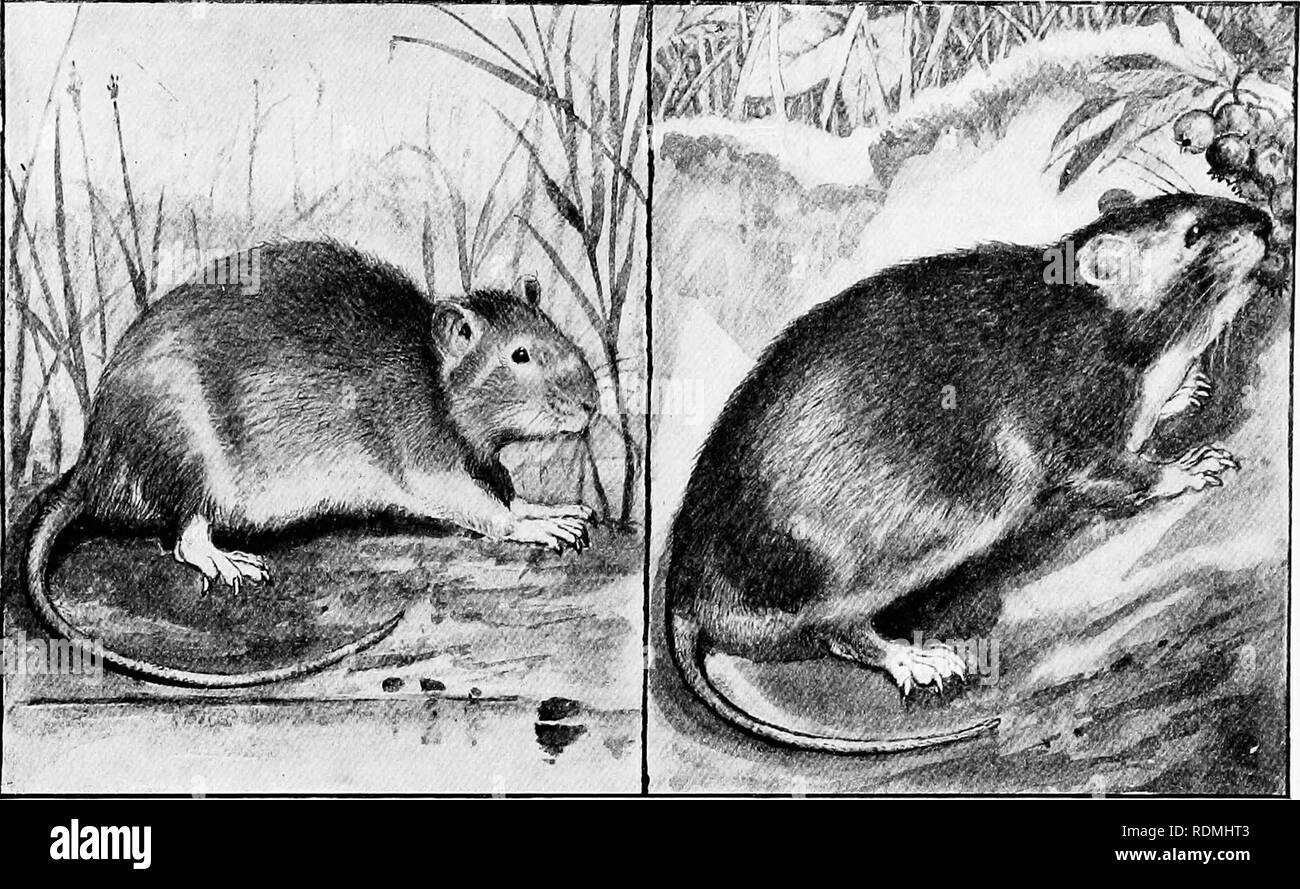 . The American natural history : a foundation of useful knowledge of the higher animals of North America . Natural history. WILD RATS AND MICE 89 habiting the wet rice-fields and swamps of the Gulf states from Texas up to southern New Jersey, its northern limit. It has a long head, a sharp nose, a shapely body, prominent ears, and a long tail. Its color above is bleached brown, but its under surface is grayish, or dull white. This mouse is partial to the vicinity of water, especially the banks of rice-fields. It swims and dives well, and sometimes builds its nest and rears its young in interla Stock Photo