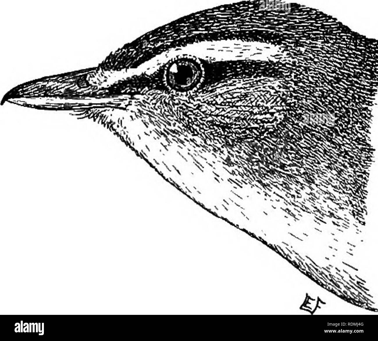 . Useful birds and their protection. Containing brief descriptions of the more common and useful species of Massachusetts, with accounts of their food habits, and a chapter on the means of attracting and protecting birds. Birds; Birds. 204 USEFUL BIRDS.. Red-eyed Vireo. Vireo olivaceus. Length. — About six inches. Adult. — Upper parts grayish olive-green, changing to gray on the crown; a dark stripe on either side of the crown; a light stripe over the eye, and dark streak irom hill through eye; under parts grayish-white, deepening to pale olive-yellow on the flanks; iris ruhy-red. Nest. — A pe Stock Photo