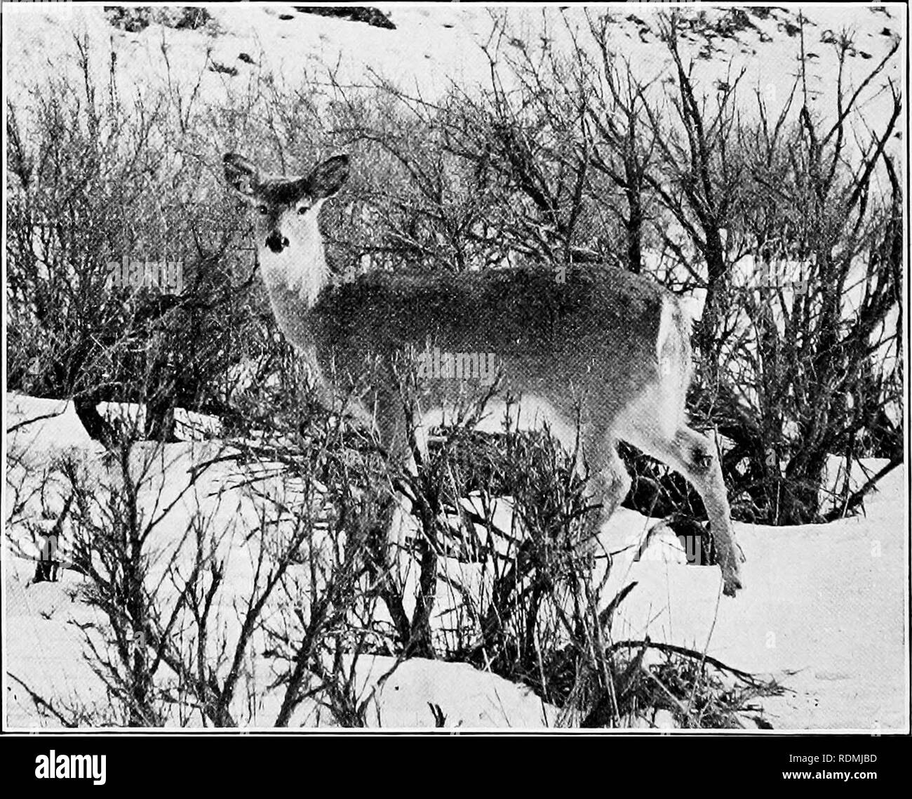 Deer tail Black and White Stock Photos \u0026 Images - Page 3 - Alamy, image size:1300x1138
