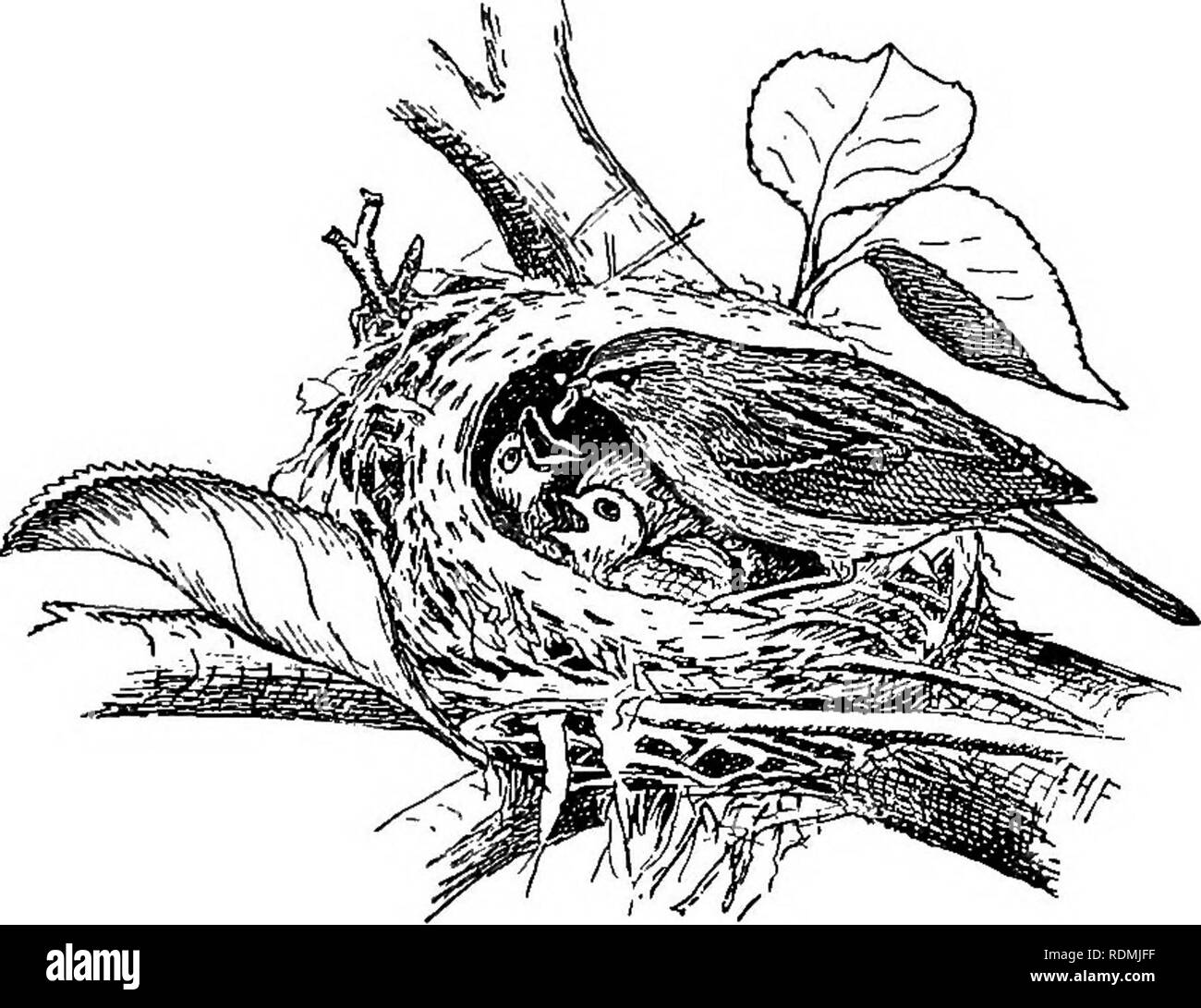 Sparrow Finders Fee