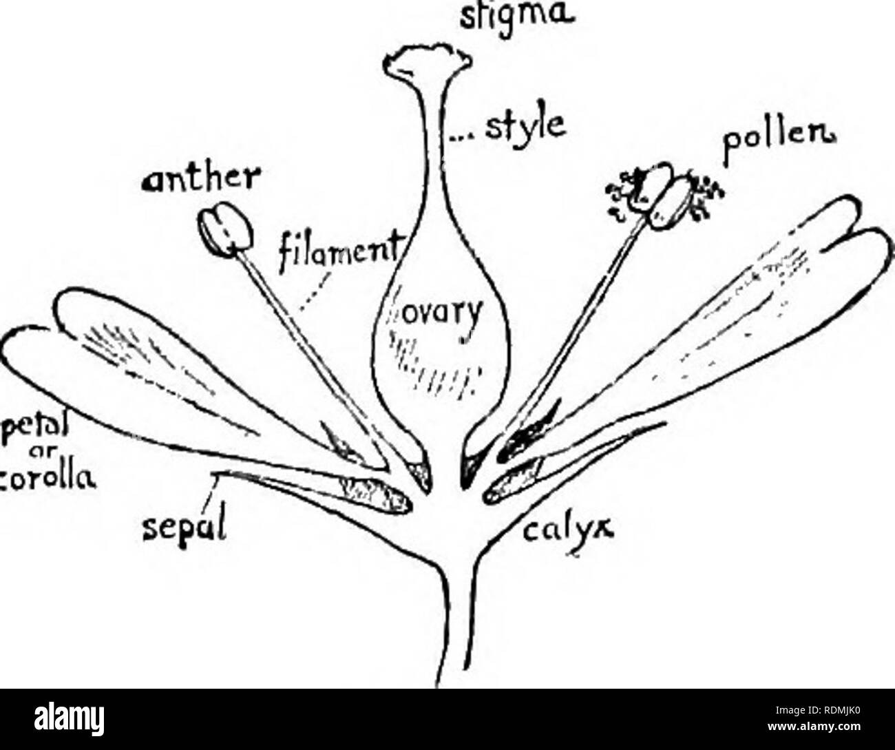parts of a rose diagram parts of a rose diagram