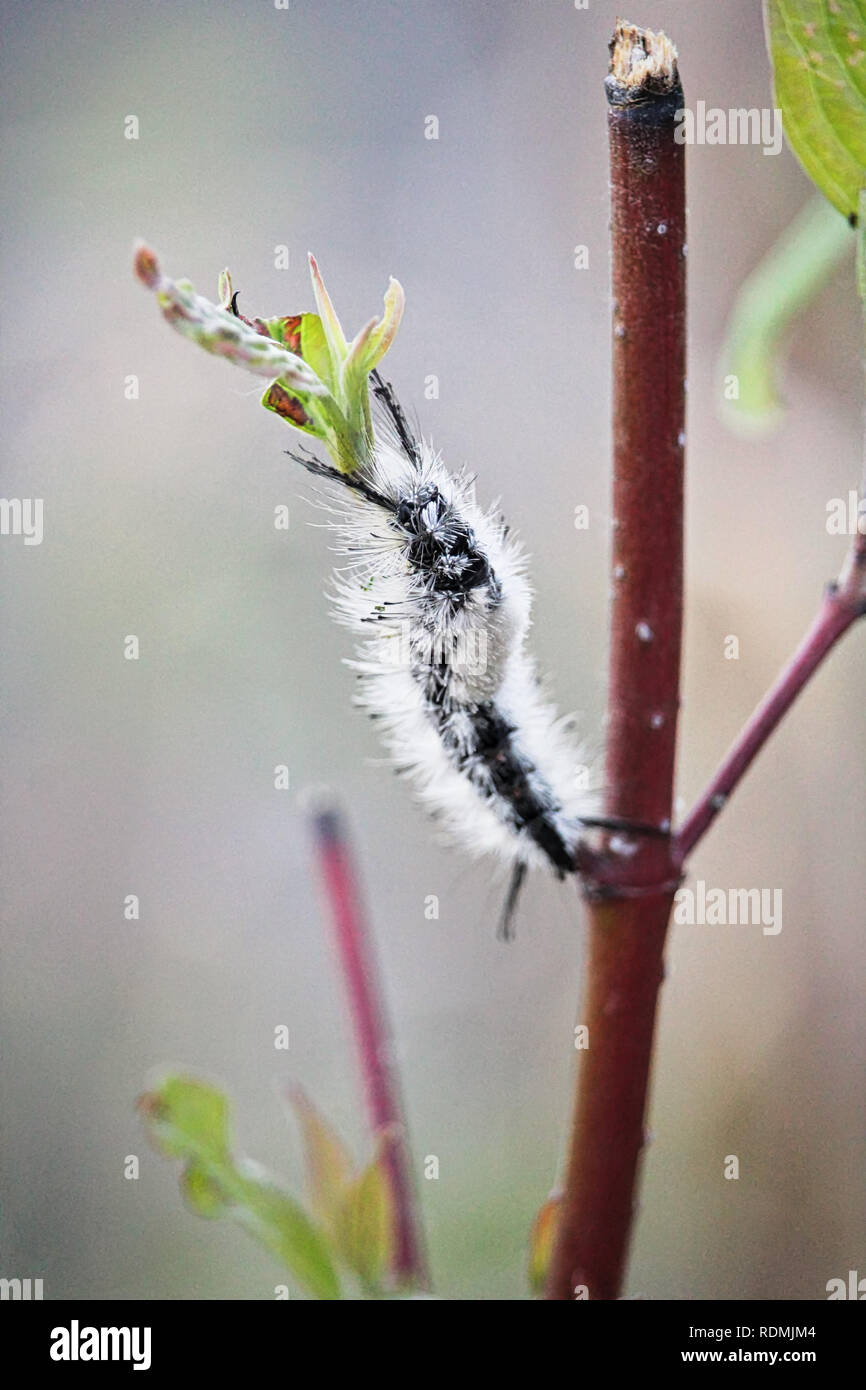 Gray hairy caterpillar hi-res stock photography and images - Alamy