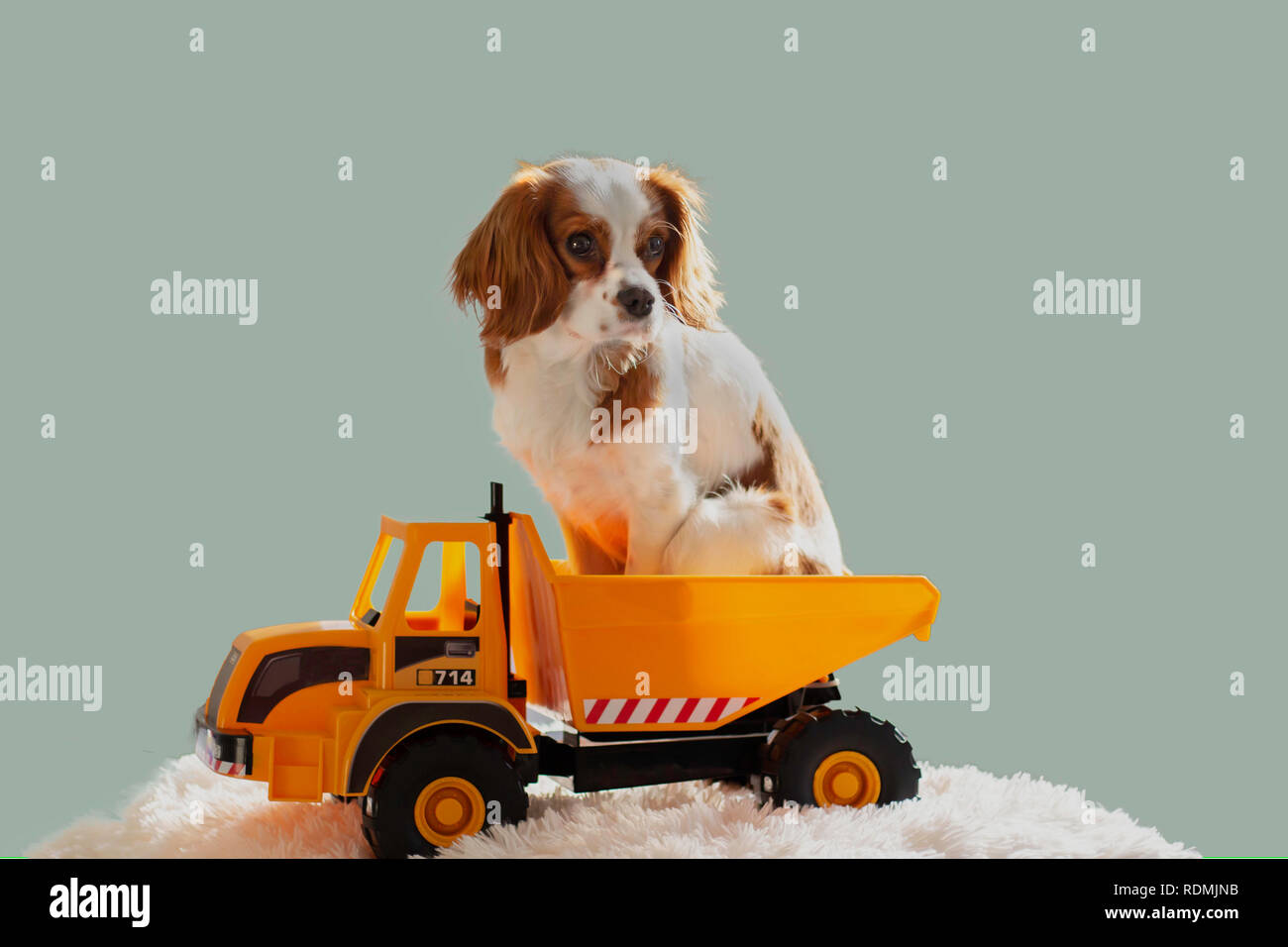 King Charles Cavalier puppy in a toy truck on isolated background Stock Photo