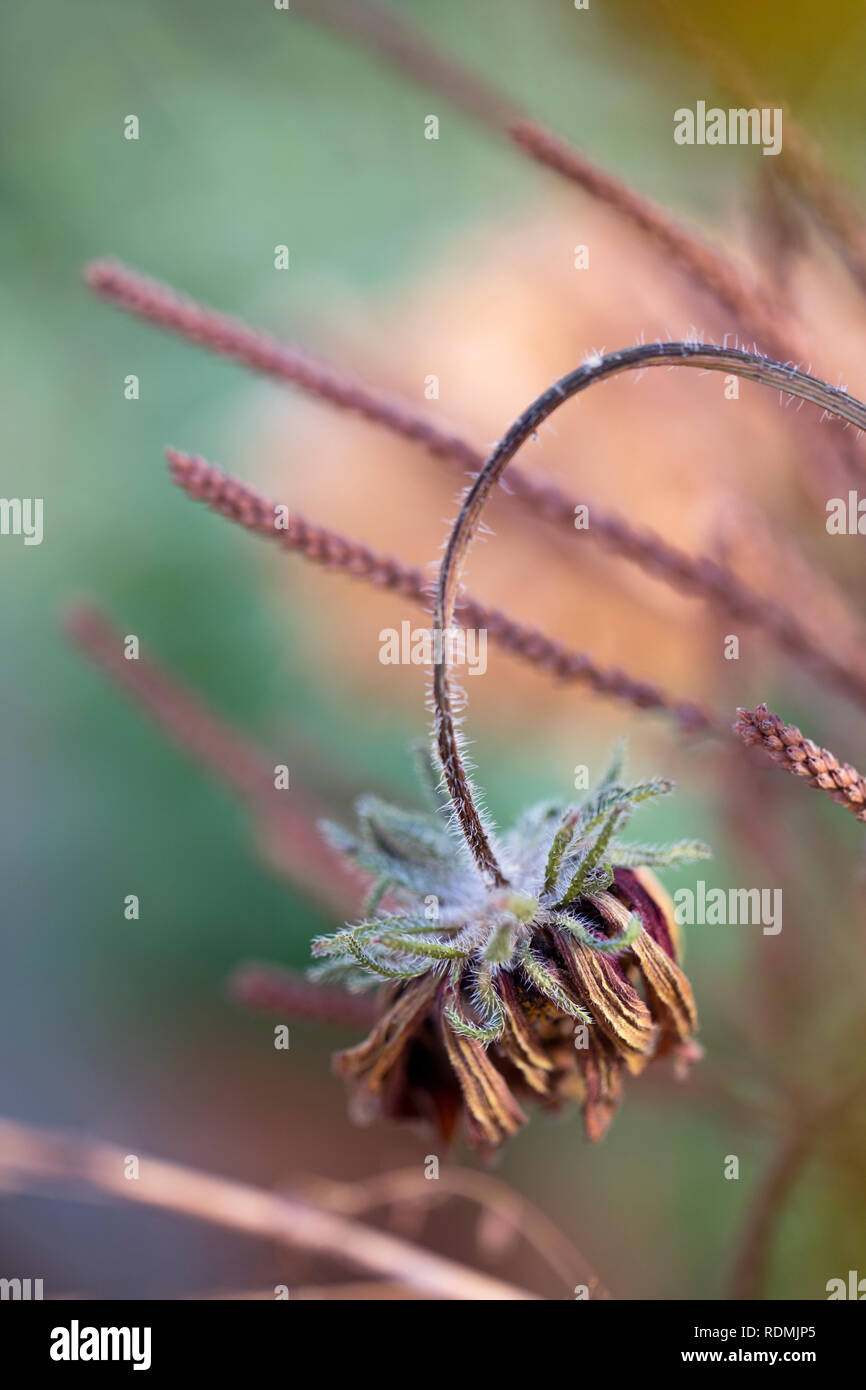 Close up dry plants hi-res stock photography and images - Alamy