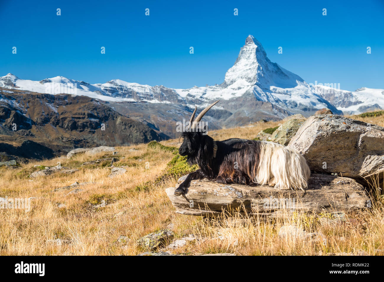 goats in front of Matterhorn, Zermatt Stock Photo