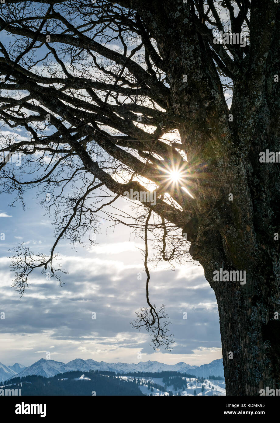 Wintersonne durch Baum Stock Photo