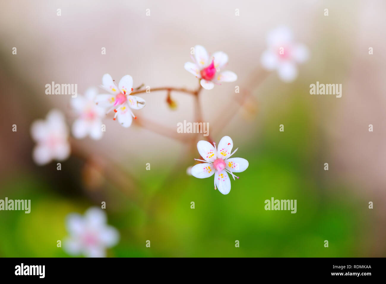 Flowers Saxifraga closeup on natural background Stock Photo