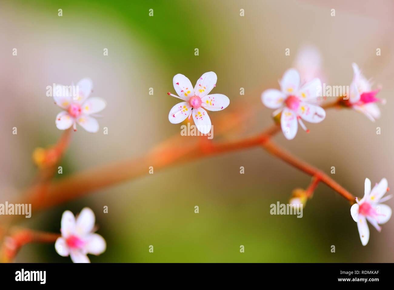 Flowers Saxifraga closeup on natural background Stock Photo