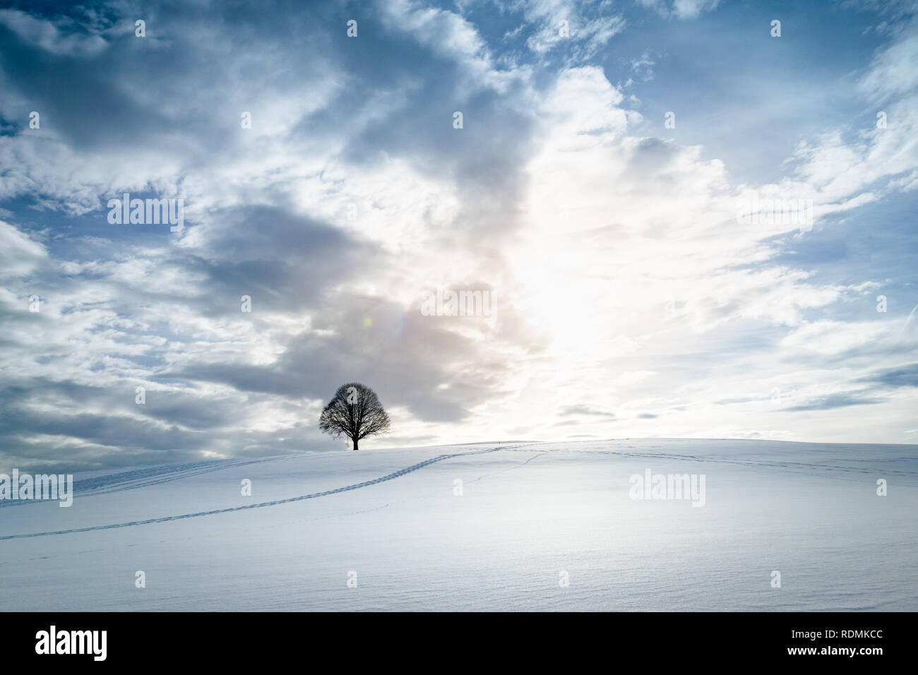 schneebedecktes Feld mit einsamem Baum Stock Photo