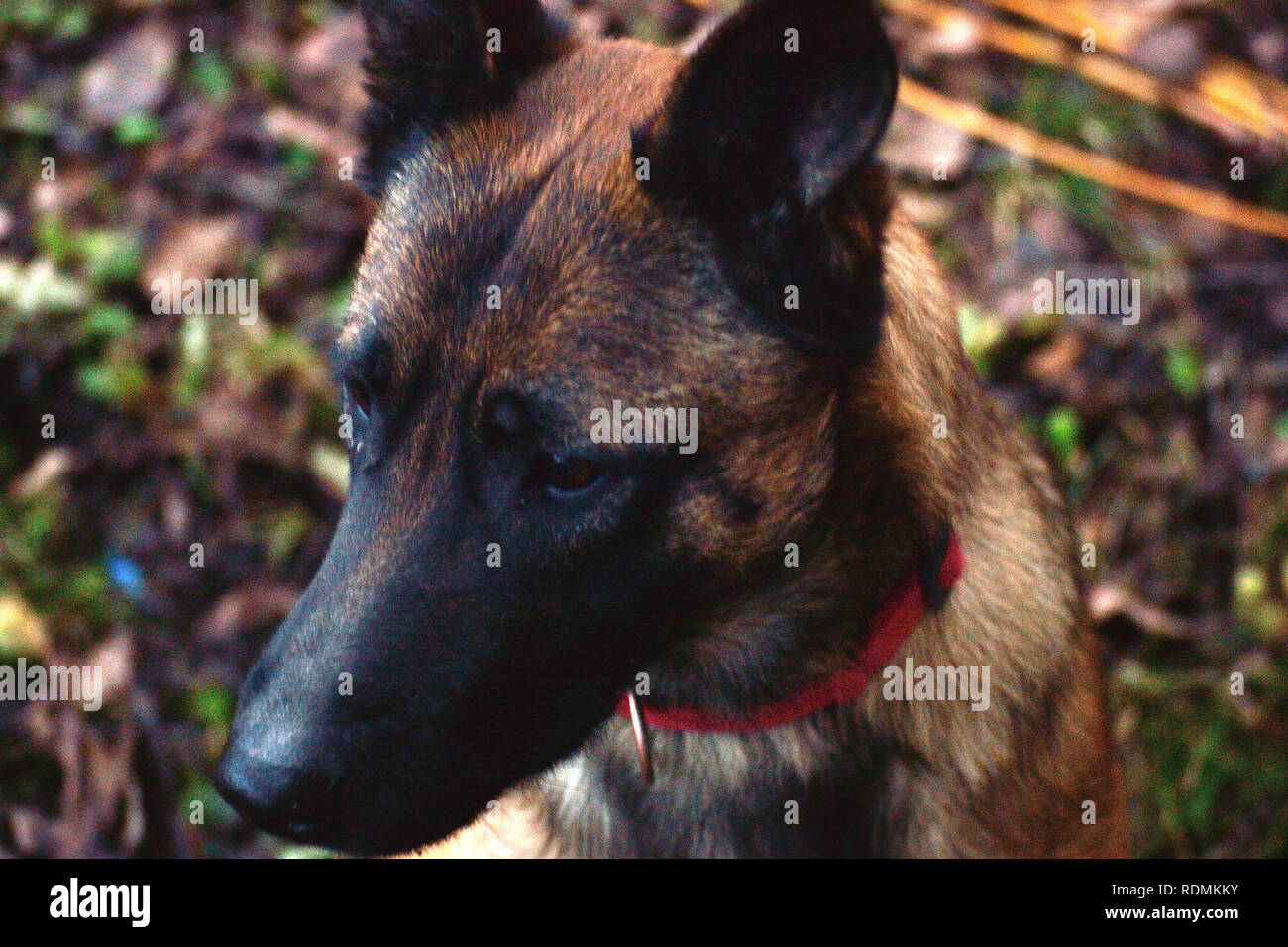 Belgian shepherd malinois dog in autumn,, Canis lupus familiaris Stock Photo