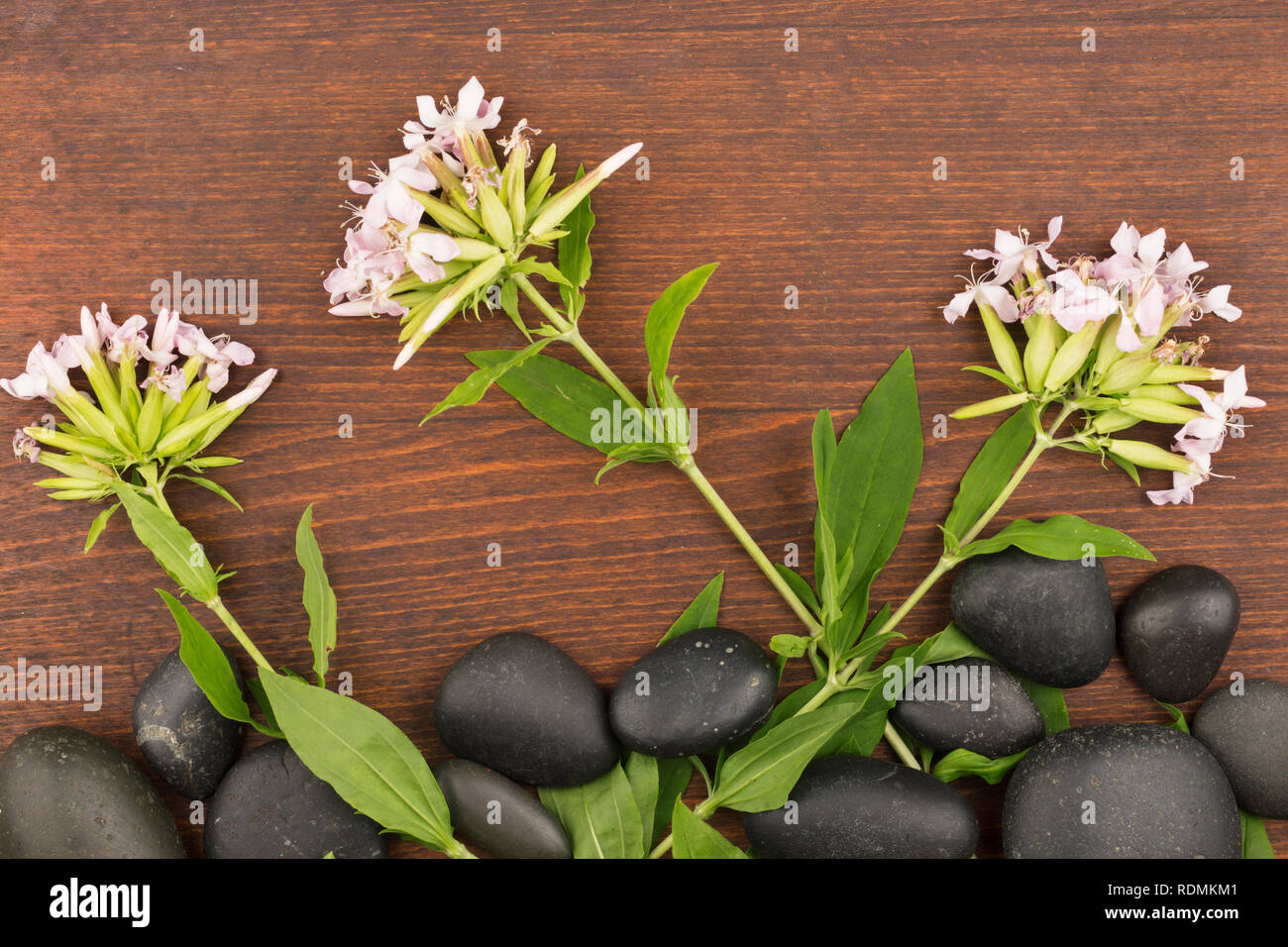 Wild field flowers growing from black stones on a dark wooden background. Top view. Conceptual image Stock Photo