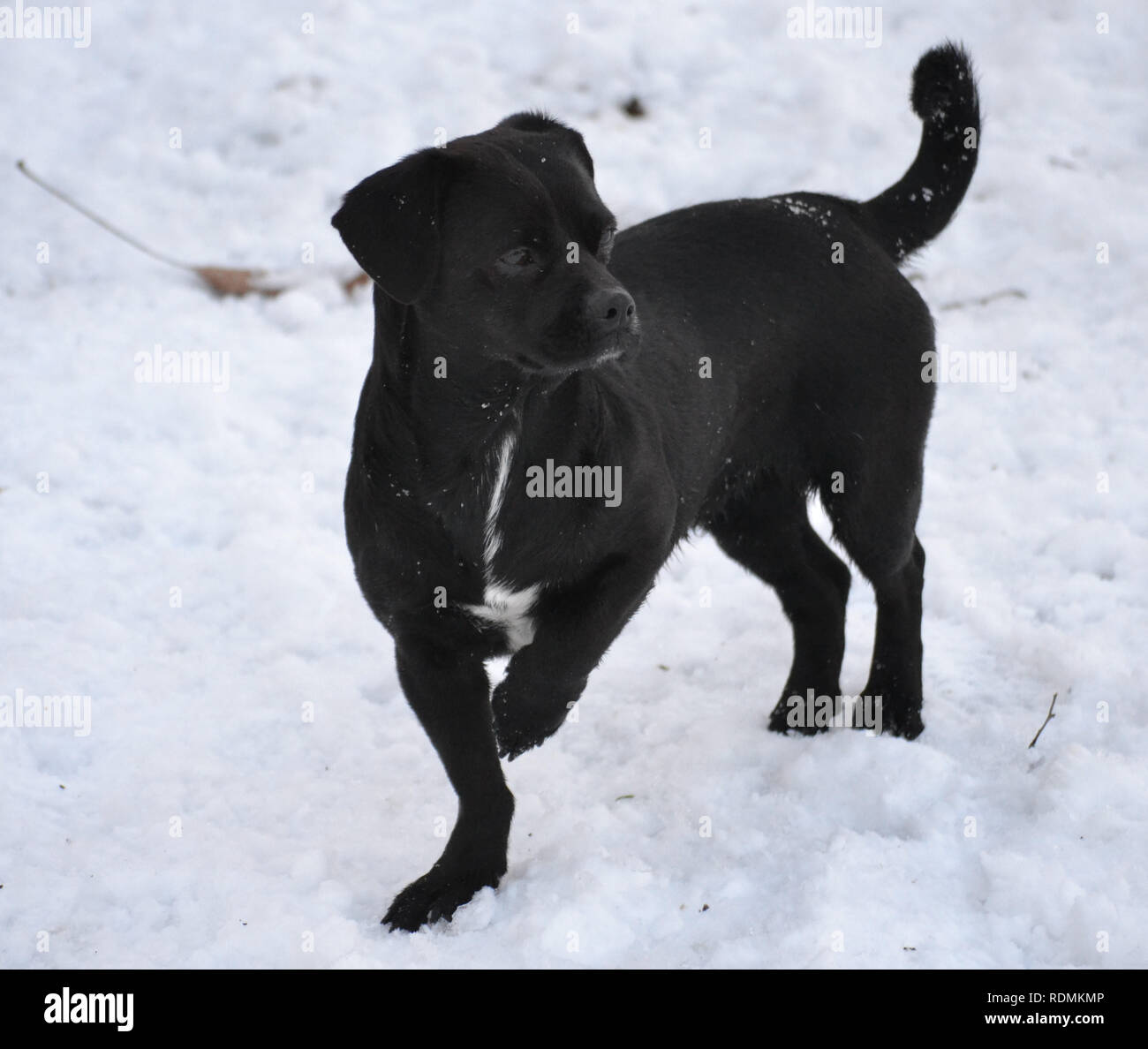 Black dog in the snow Stock Photo
