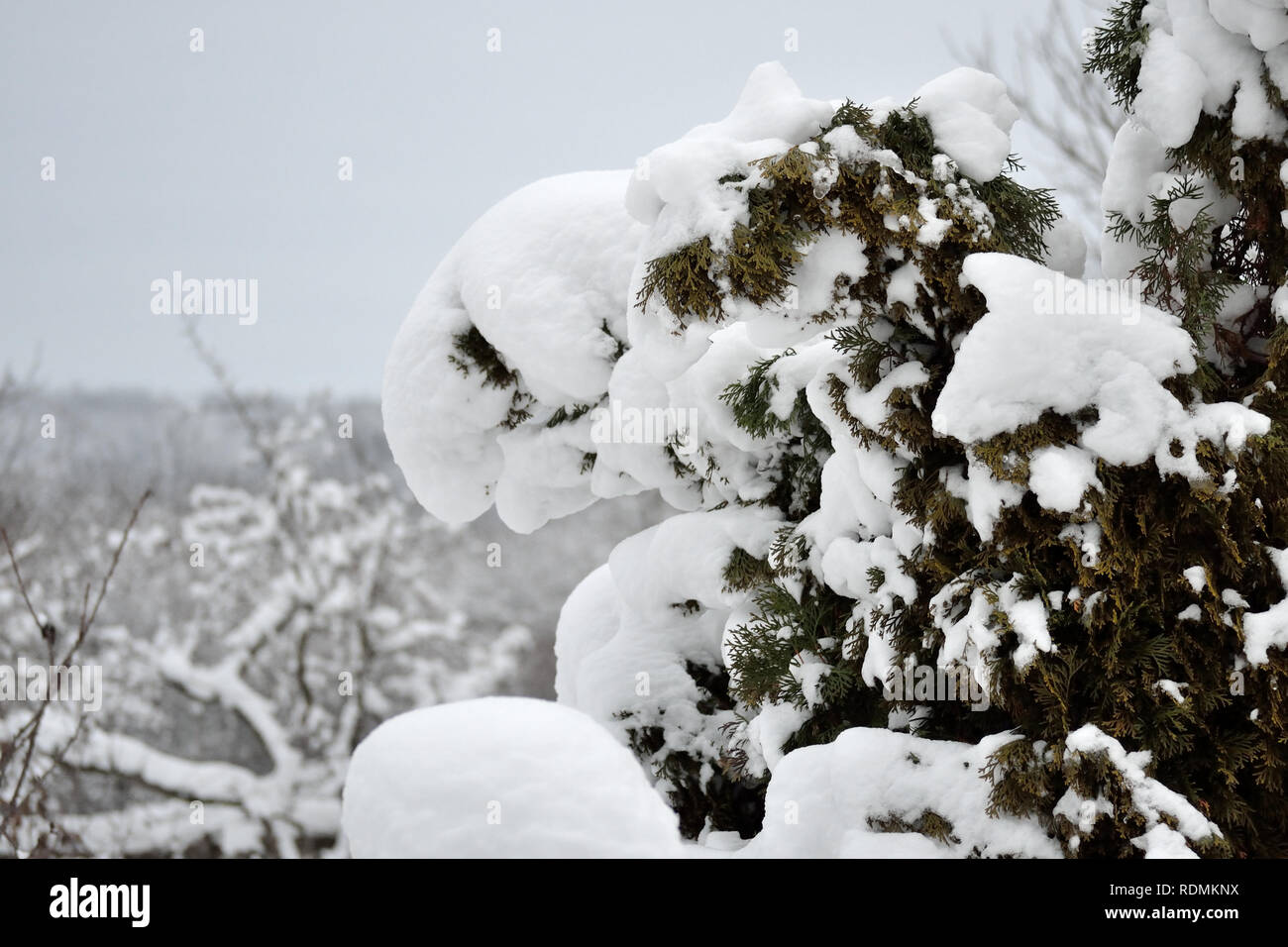 Snow On Evergreen Tree High Resolution Stock Photography and Images - Alamy