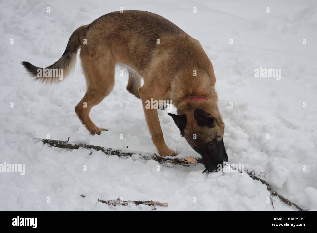 Belgian shepherd dog malinois in the snow. Stock Photo