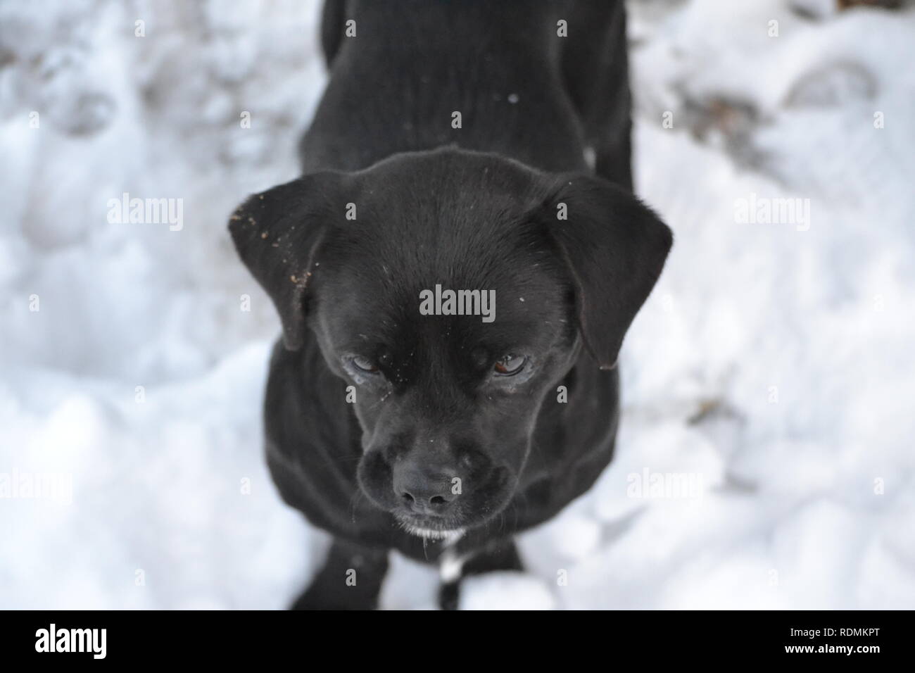 Black dog in the snow,Canis lupus familiaris Stock Photo