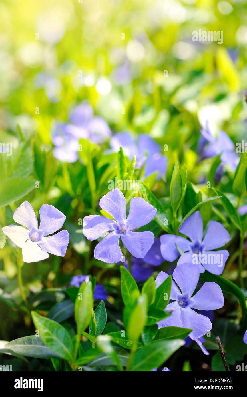 Periwinkle Vinca blue spring flowers in the forest Stock Photo Alamy
