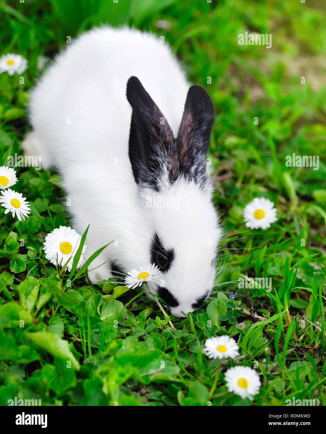 Baby white rabbit on grass Stock Photo Alamy