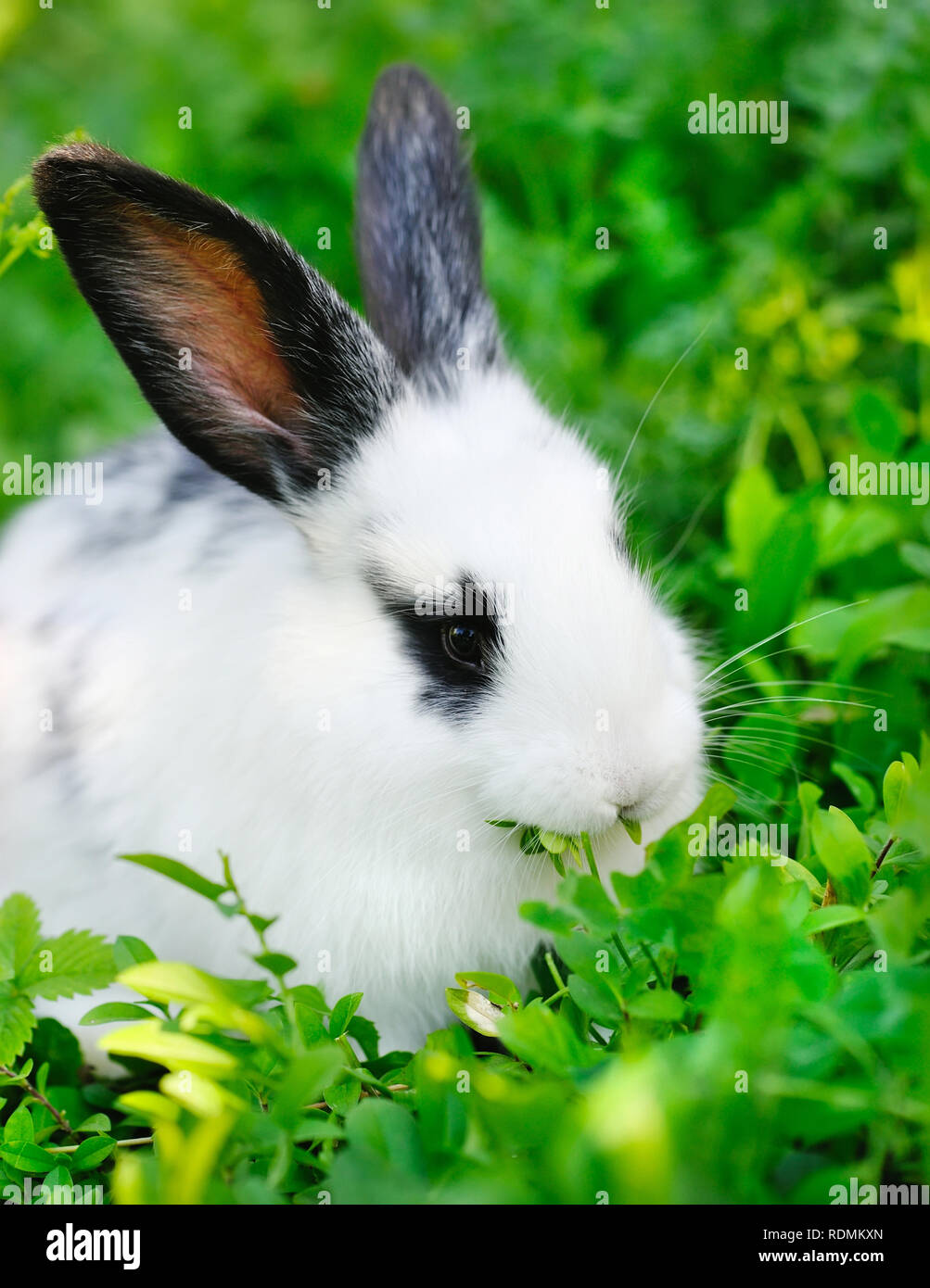 Baby white rabbit on grass Stock Photo - Alamy