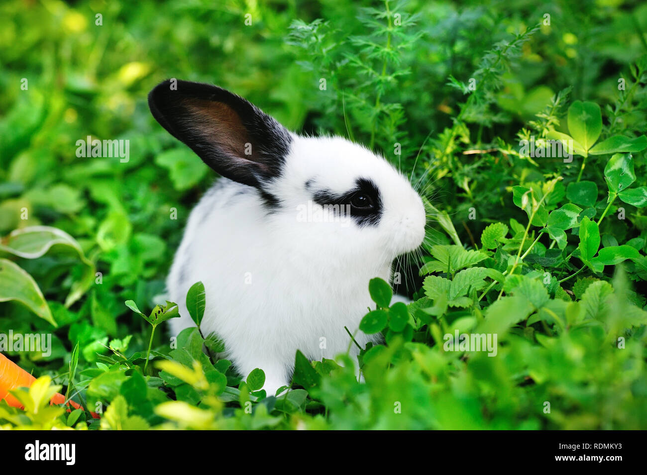 baby white hare