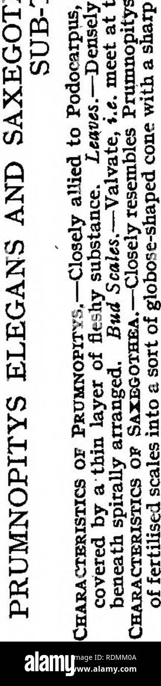 Conifers And Their Characteristics Conifers Iai Lt H W M Hh H Quot W O H Ia S En A Si I6s S A B S S Us O Fir Gup Quot