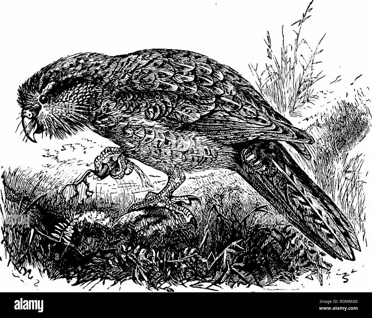 . Text-book of zoology for junior students. Zoology. DIVISIONS OF BIKDS. 301 birds, all of which climb and run up trees with the greatest facility. They live mostly on insects, which they catch by darting out their. Fig. 215.—The Owl-PaiTot {Strigops hahi-nptUvs), New Zealand. long, worm-like, barbed tongue. 3. The Psittacidce, or Parrot comprising the true Parrots, the Cockatoos, the Lories, the family, Parra-. Please note that these images are extracted from scanned page images that may have been digitally enhanced for readability - coloration and appearance of these illustrations may not pe Stock Photo