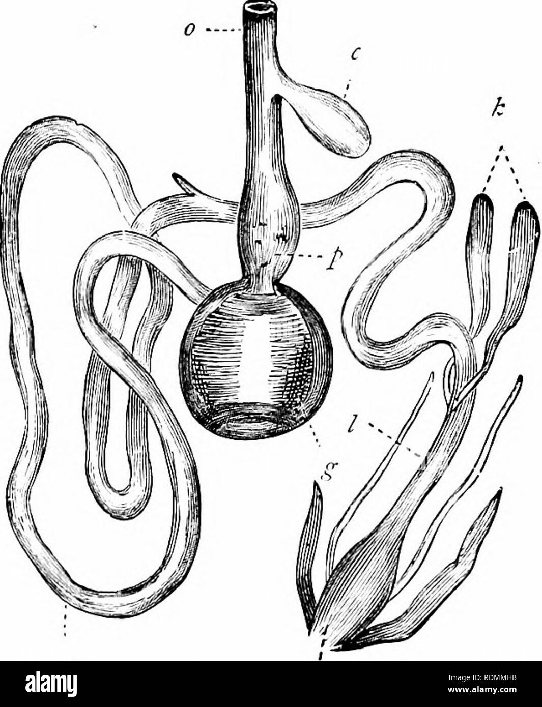 . Text-book of zoology for junior students. Zoology. AVES. 285 a state suitable for digestiun. The gullet, after leaving the crop, shortly opens into a second cavitj^ called the &quot; proventricubis,&quot; which is the true digesting stomach, and is richly supplied with glands which secrete the digestive fluid or gastric juice (p). This, in turn, opens into a muscular cavity which is called the &quot; gizzai'd &quot; (r/), and which leads into the commencement of the small intestine. The characters of the gizzard vary with the nature of the food. In the Birds of Prey, which live on an easily  Stock Photo