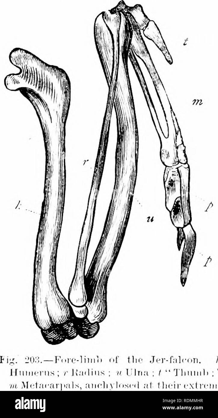 . Text-book of zoology for junior students. Zoology. 282 A'EKTIiUKATK AXIMALS. Khaped lioiie, wliich is terliiiically called tlie &quot; fureuluni,&quot; but is familiarly called the &quot;iLieny thought.&quot; The funrtinu of this cla- vicular arch is to keep the wings asunder during tlieir downward stroke, and the strength of the fiirculuni varies, tlierefore, with the powers of iliglit enjoyed ))y each l.iird. The hones which form the limb prcjpjer, or &quot;wing,&quot; are considerably modified to suit the special function of flight, but essentially the same parts are present as in the for Stock Photo