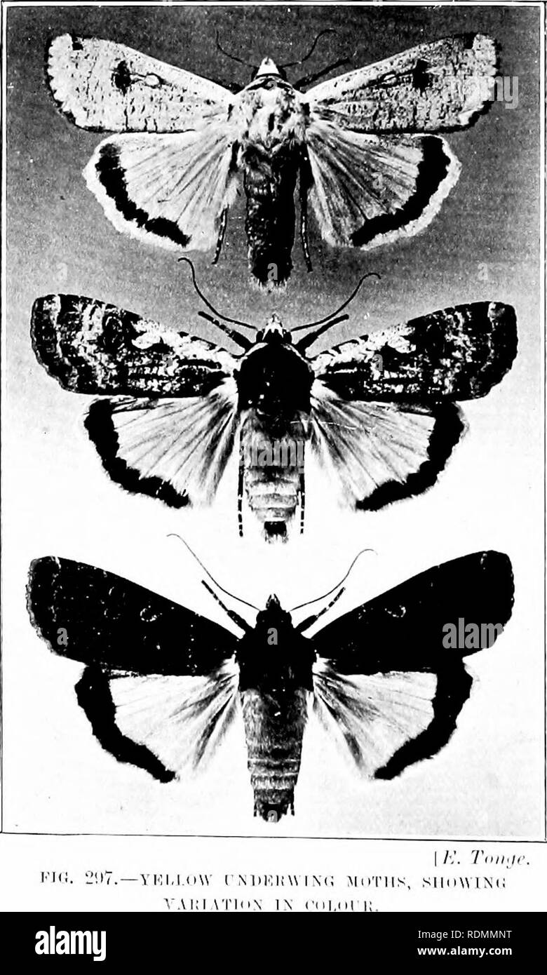 . The insect and other allied pests of orchard, bush and hothouse ...
