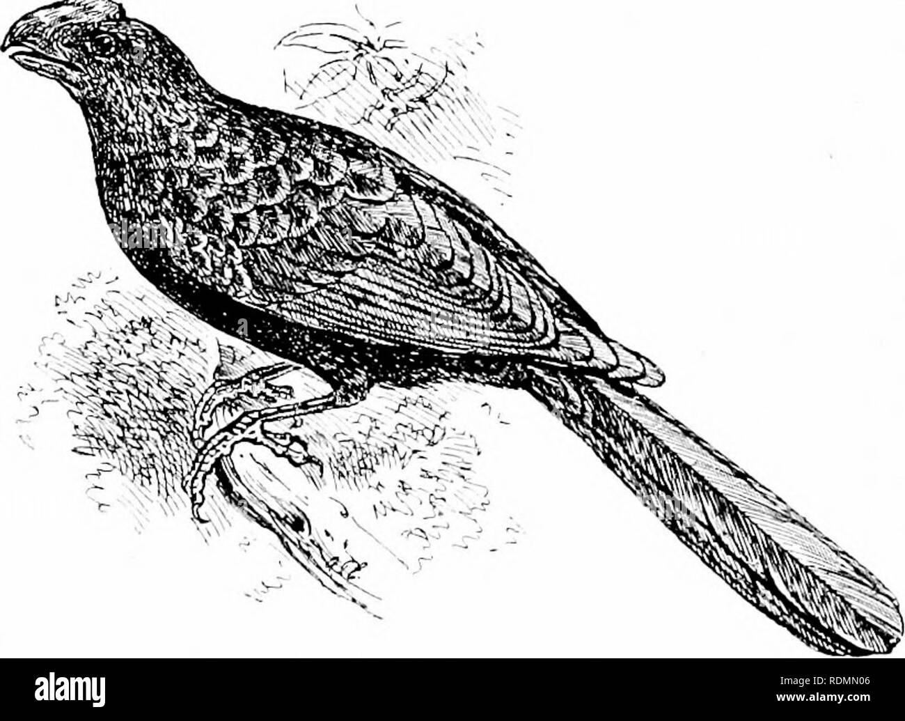 . Wonders of the bird world. Birds. CHAPTER XI PARASITIC BIRDS. The Ani of Jamaica {Croto/fhag-a anl). The Koel and the Myna—The Common Cuckoo—Its Migration and winter home—The similarity of its eggs to those of the foster-parent—The ejection of the young of the latter—The Cow-birds parasitic on each other—The nesting of the Ani or Savana Cuckoo of Jamaica. One of the most wonderful facts in connection with pro- tective colouration of birds was brought to light by Mr. John Whitehead, when he was travelling in the island of Palawan in the Philippines. To understand this phenomenon rightly, one  Stock Photo