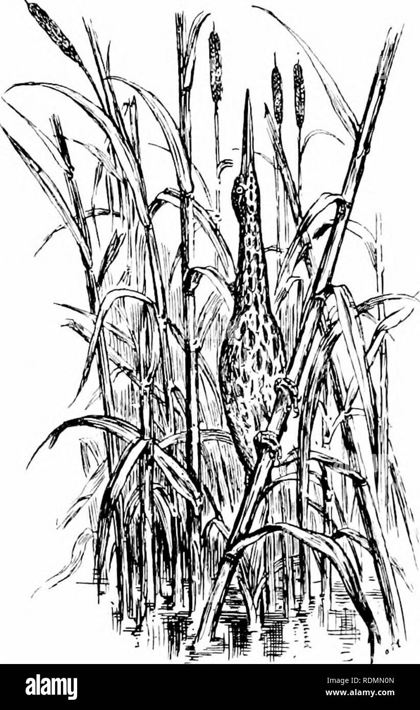 Little bittern reed bed Black and White Stock Photos & Images - Alamy