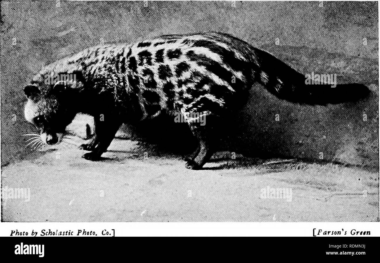 Mammals of other lands;. Mammals. 76 THE LIVING ANIMALS OF THE WORLD. fhoto  by Scholastic Photo. Co.] AFRICAN CIVET This photograph shoivs thefnely  marked fur of the specter and the front '