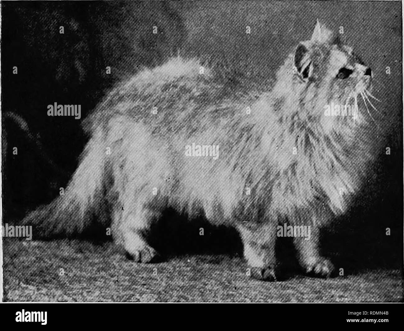 Chinchilla Fur Coat Black And White Stock Photos Images Alamy