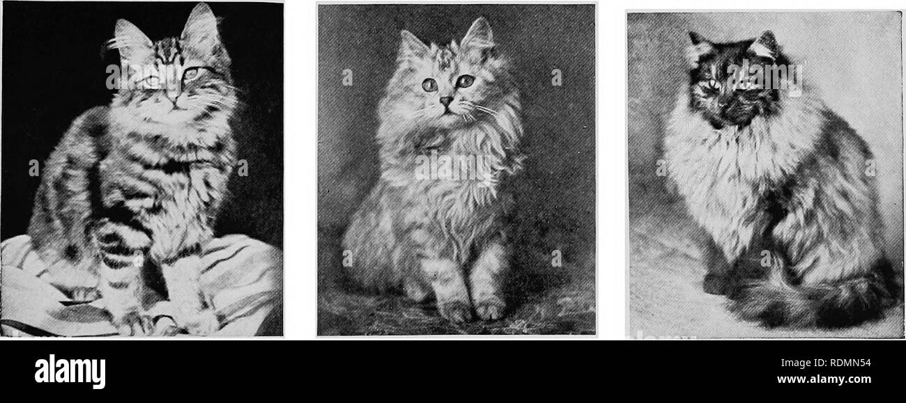 Blue Persian Kittens Stock Photos Blue Persian Kittens Stock