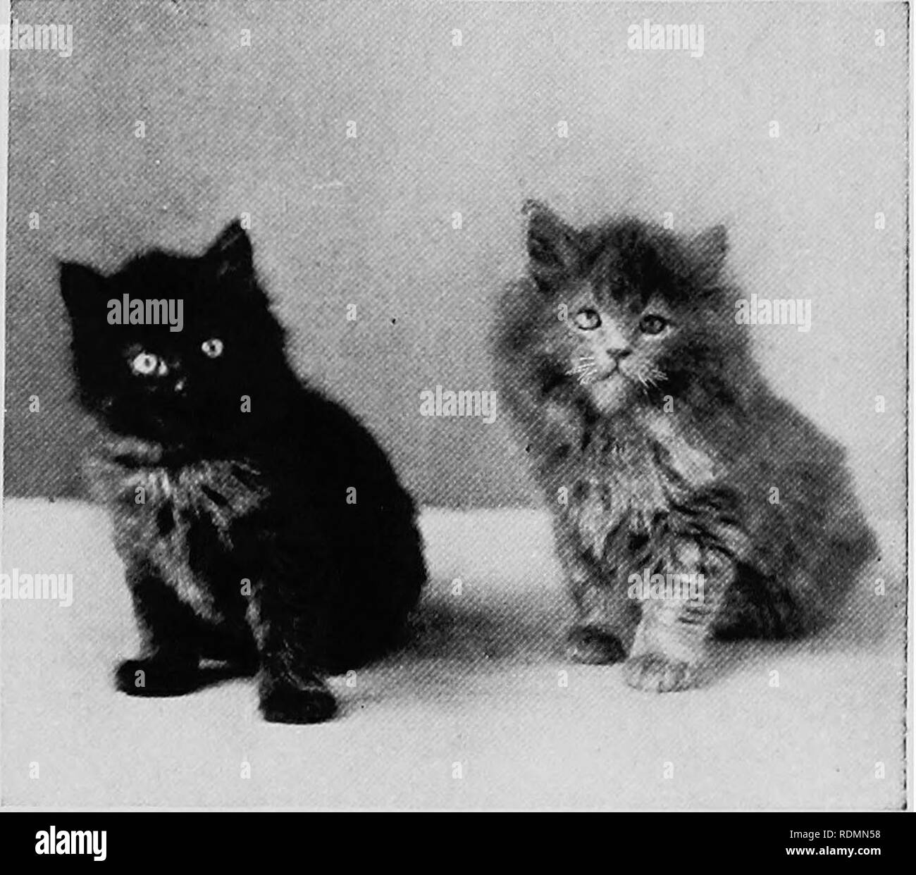 Blue Persian Kittens Stock Photos Blue Persian Kittens Stock