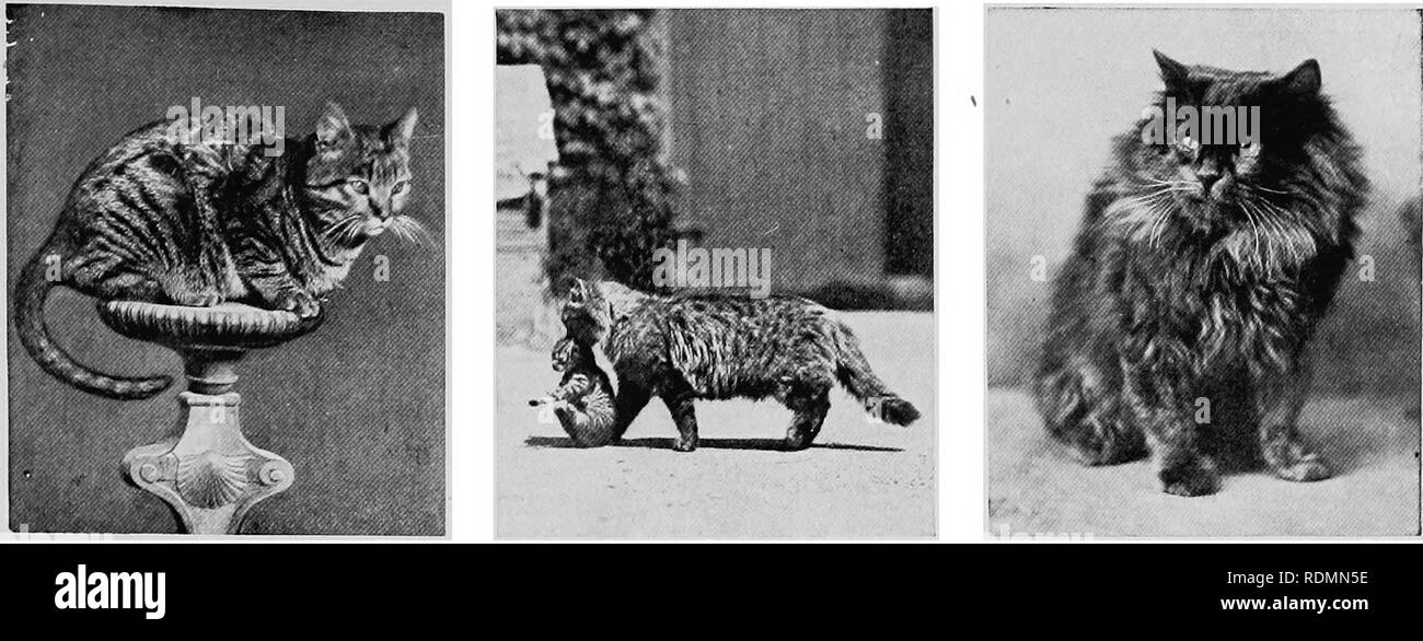 Mammals Of Other Lands Mammals Photo By Fratelli Alinart