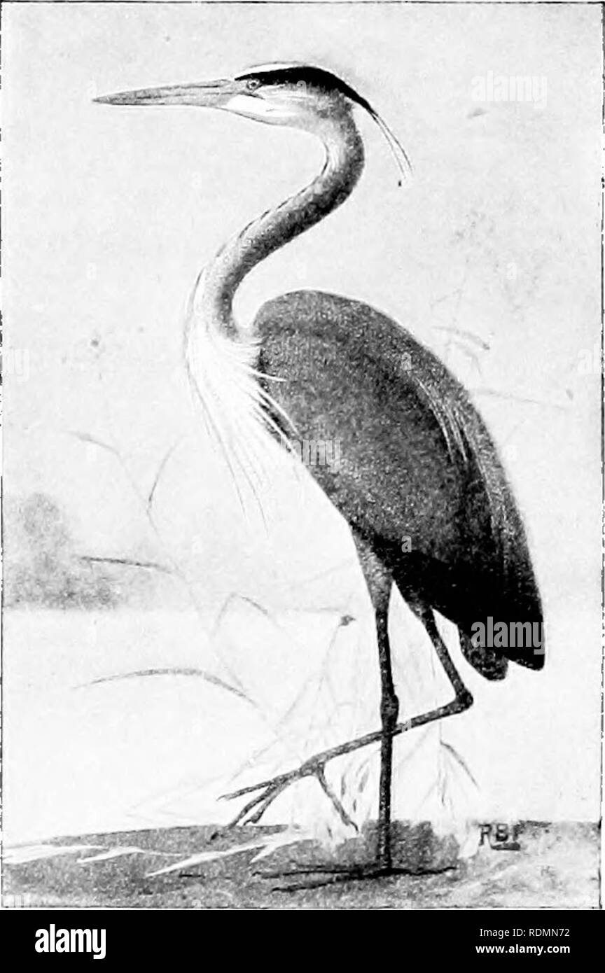 . Birds of the United States east of the Rocky Mountains; a manual for the identification of species in hand or in the bush. Birds. 266 KEY AND DESCRIPTION much, larger than the snowy heron (No. 8), but has not the &quot; aigrette &quot; plumes of those species. Length, 50 ; wing, 19 (17-21); tarsus, 8J ; culmen, 6J. riorida, Cuba, and Jamaica. 5. Ward's Heron (193. Arclea wdrdi).—A Florida great blue heron. It is similar to the next but somewhat larger. Generally the lower parts are whiter, the neck darker, and the legs lighter, being olive instead of black. Length, 48-54 ; wing, 19|-20i ; ta Stock Photo