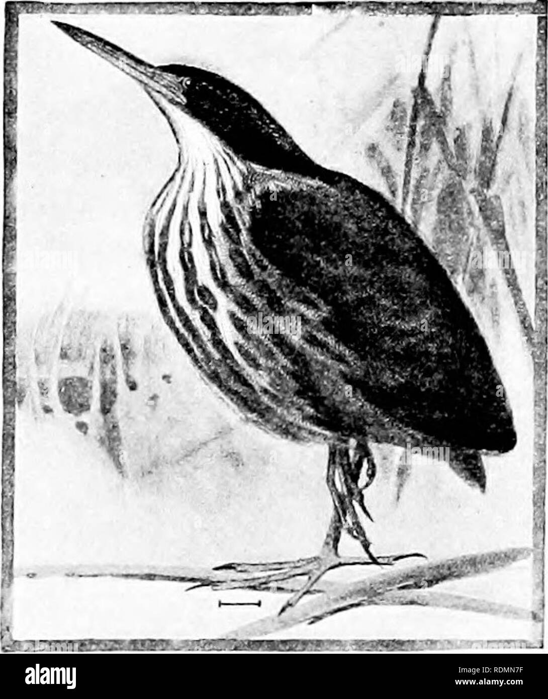 . Birds of the United States east of the Rocky Mountains; a manual for the identification of species in hand or in the bush. Birds. 264 KEY AND DESCRIPTION B. Bill over a half inch shorter than the tarsus ; top and bottom of bill decidedly convex.^ 14. Yellow-crowned Wight Heron. C. Wing, 17-22 long ; plumage pure white 4. Great White Heron. C. Wing, 17-21 long ; upper part grayish or slaty-blue.... 5. Ward's Heron or 6. Great Blue Heron. i C. Wing, 14-17 long ; plumage pure white 7. American Egret. C. Wing, 11-14 long; plumage mostly white or slate colored 9. Reddish Egret. C. Wing under 11 l Stock Photo