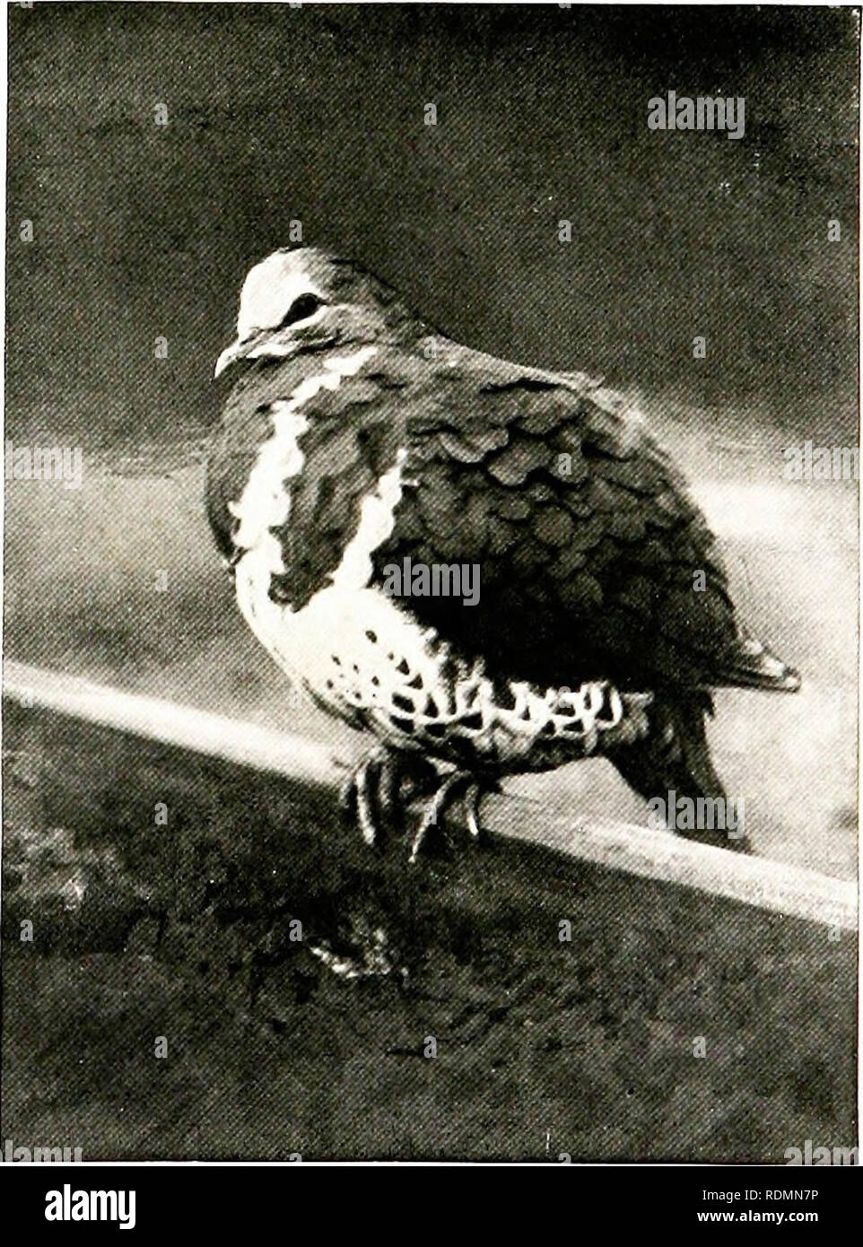 Birds Of Other Lands Reptiles Fishes Jointed Animals And