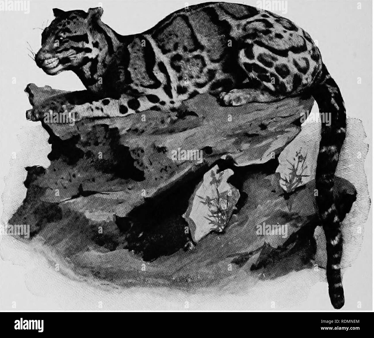 Mammals Of Other Lands Mammals 54 The Living Animals Of The World Other Wild Cats A Handsome Leopard Like Animal Is The Clouded Leopard It Is The Size Of A Small Common