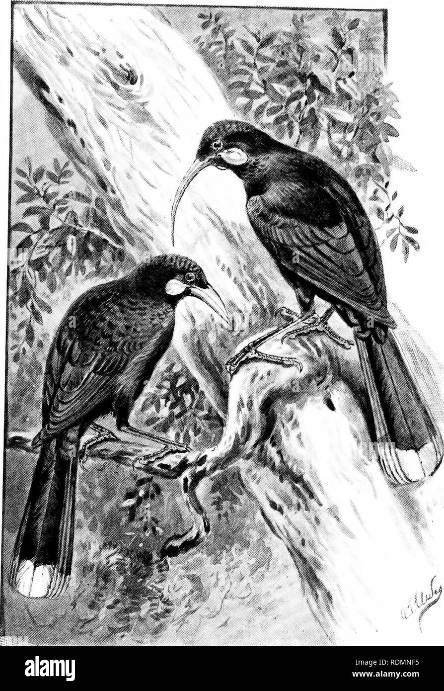 . Wonders of the bird world. Birds. The Huia {Heteralocha acutirostris).. Please note that these images are extracted from scanned page images that may have been digitally enhanced for readability - coloration and appearance of these illustrations may not perfectly resemble the original work.. Sharpe, Richard Bowdler, 1847-1909. New York, Frederick A. Stokes company Stock Photo