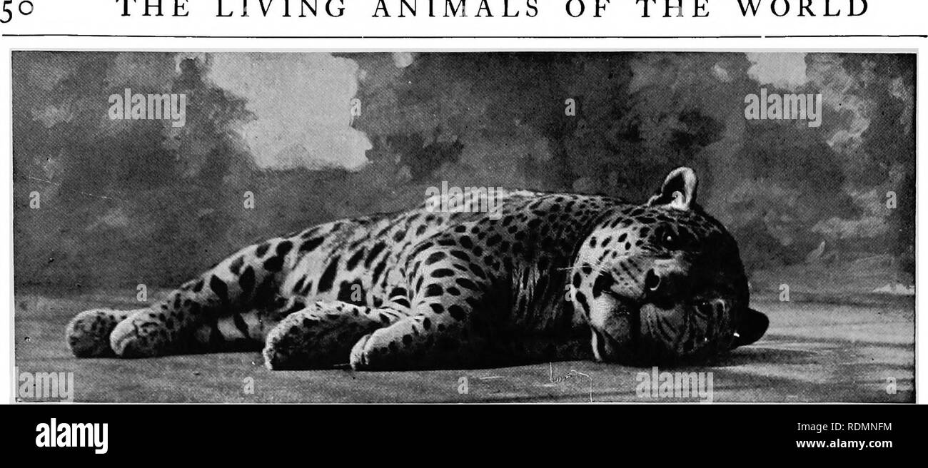 . Mammals of other lands;. Mammals. THE LIVING ANIMALS OF THE WORLD. i'hoto L'j G. H^. ff^ihon &lt;5h Co., Ltd.'*  Aberdun JAGUAR The largest and strongest of the Cats of America, A South American species THE AMERICAN CATS The cats, great and small, of the New World resemble those of the Old, though not quite so closely as the caribou, wapiti deer, and moose of the northern forests resemble the reindeer, red deer, and elk of Europe. They are like, but with a difference. The Jaguar and the Ocelot are respectively larger and far more beautiful than their counterparts, the leopard and serval cat Stock Photo