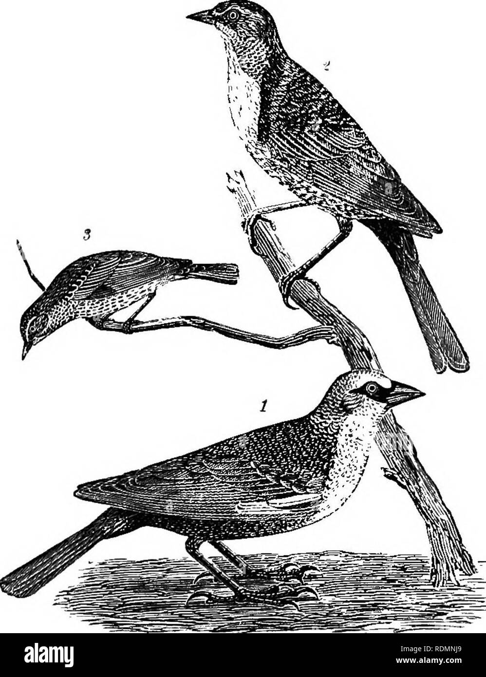 . American ornithology : or, The natural history of the birds of the United States . Birds. Plate B, 1.—1. Fork-tailed Flycatclu-r. &quot; '. Rocky Muuii- Plate B, 2.—1. Swallow-tailed Flycatcher. 2. Arkansas tain Antcatcher. 3. Female Golden-winged Warbler. Flycatcher. 3. Say's Flycatcher. 4, Female Golden-crested Wren,. Please note that these images are extracted from scanned page images that may have been digitally enhanced for readability - coloration and appearance of these illustrations may not perfectly resemble the original work.. Wilson, Alexander, 1766-1813; Bonaparte, Charles Lucian Stock Photo