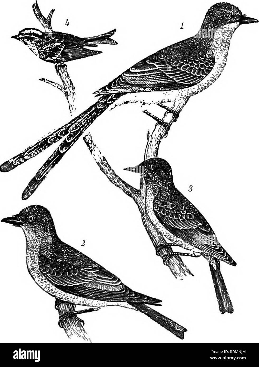 . American ornithology : or, The natural history of the birds of the United States . Birds. Plate B, 1.—1. Fork-tailed Flycatclu-r. &quot; '. Rocky Muuii- Plate B, 2.—1. Swallow-tailed Flycatcher. 2. Arkansas tain Antcatcher. 3. Female Golden-winged Warbler. Flycatcher. 3. Say's Flycatcher. 4, Female Golden-crested Wren,. Please note that these images are extracted from scanned page images that may have been digitally enhanced for readability - coloration and appearance of these illustrations may not perfectly resemble the original work.. Wilson, Alexander, 1766-1813; Bonaparte, Charles Lucian Stock Photo
