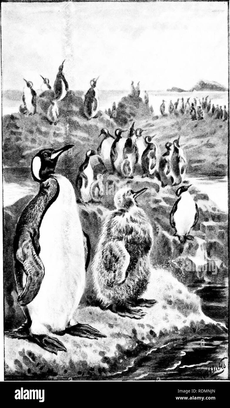 . Wonders of the bird world. Birds. Rooker}' uf King-Penguins {A/fteno&lt;iyies fiatachonica).. Please note that these images are extracted from scanned page images that may have been digitally enhanced for readability - coloration and appearance of these illustrations may not perfectly resemble the original work.. Sharpe, Richard Bowdler, 1847-1909. New York, Frederick A. Stokes company Stock Photo