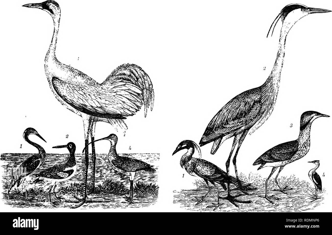 . American ornithology : or, The natural history of the birds of the United States . Birds. Plate 61.—1. Green Heron. 2. Niglit Heron. 3. Y 4. Great White Heron. 0&quot;&quot;g. Plate 63.—1. Roseate Spoonbill. 2. American Avoset. 3. Ruddy Plover. 4. Semipalmated Sandpiper.. Plate 64.—1. Louisiana Heron. 2. Pied Oyster-catcher. Plate 65.-1. Yellow-crowned Heron. 2. Great Heron. 3. Whooping Crane. 4 Long-billed Curlew. American Bittern. 4. Least Bittern.. Please note that these images are extracted from scanned page images that may have been digitally enhanced for readability - coloration and ap Stock Photo