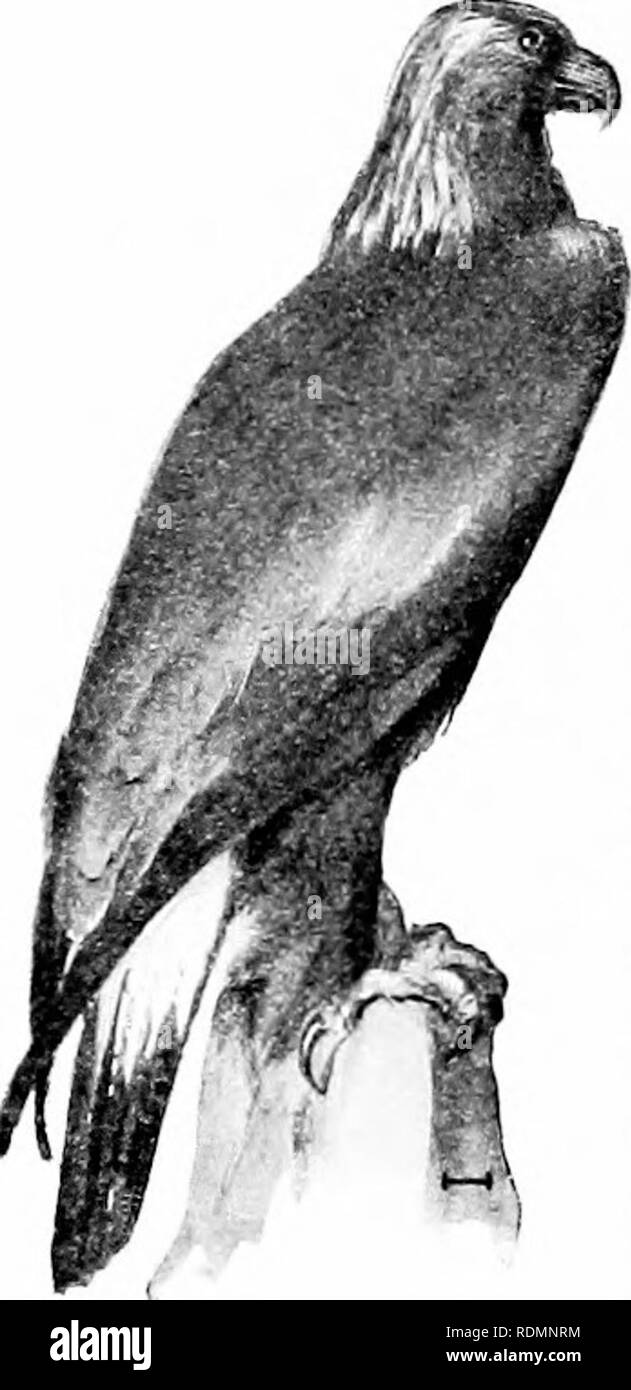 350 bird species Cut Out Stock Images & Pictures Alamy