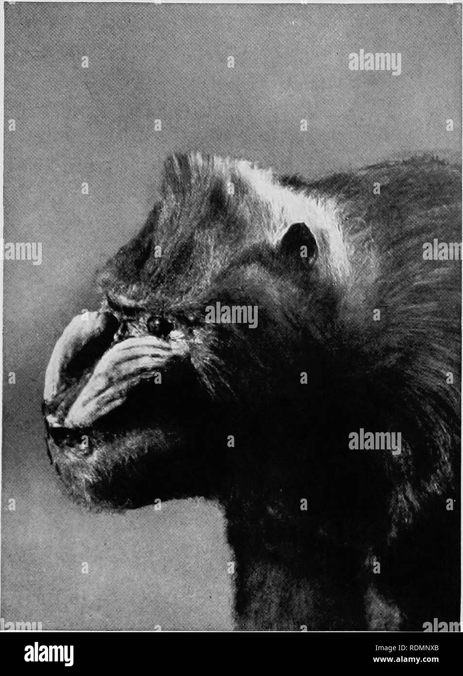 Mammals Of Other Lands Mammals 22 The Living Animals Of