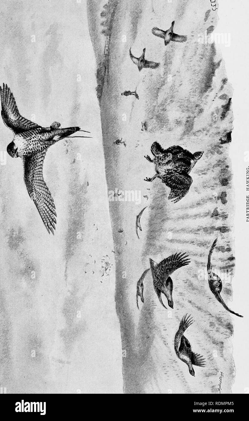 . A year of sport and natural history, shooting, hunting, coursing, falconry and fishing. Hunting; Fishing; Falconry; Birds. R- r'. I mtamnir-. Please note that these images are extracted from scanned page images that may have been digitally enhanced for readability - coloration and appearance of these illustrations may not perfectly resemble the original work.. Crawfurd, Oswald, 1834-1909. London, Chapman and Hall Stock Photo